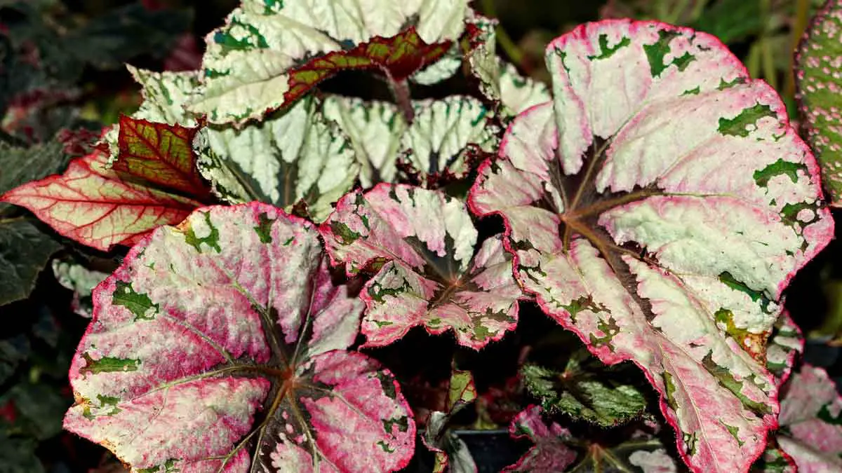 Begonia with Root Rot