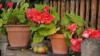 A Wilting Begonia