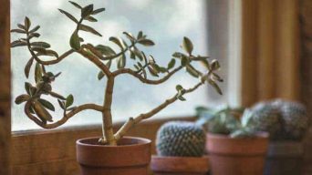 Succulents and Cacti Benefits