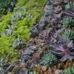 Best Conditions for Succulents to Grow