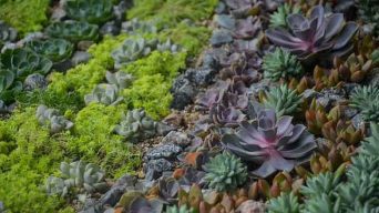 Best Growing Conditions for Succulents