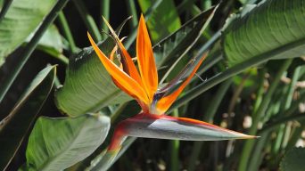 Bird of Paradise Curling Leaves