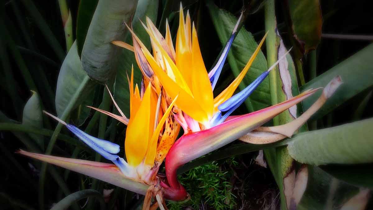 Bird of Paradise with curled leaves