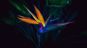 Bird of Paradise Drooping Leaves