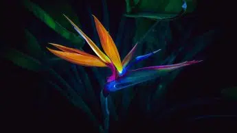 Bird of Paradise Drooping Leaves