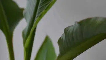 Bird of Paradise splitting leaves