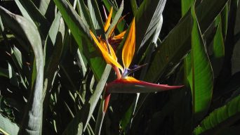 Bird of Paradise Leaves with Black Spots