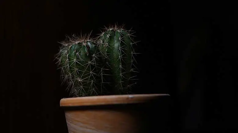 Cactus Plants with Black Spots