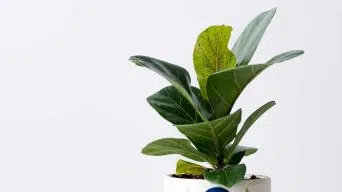 Ficus Leaves with Black Spots