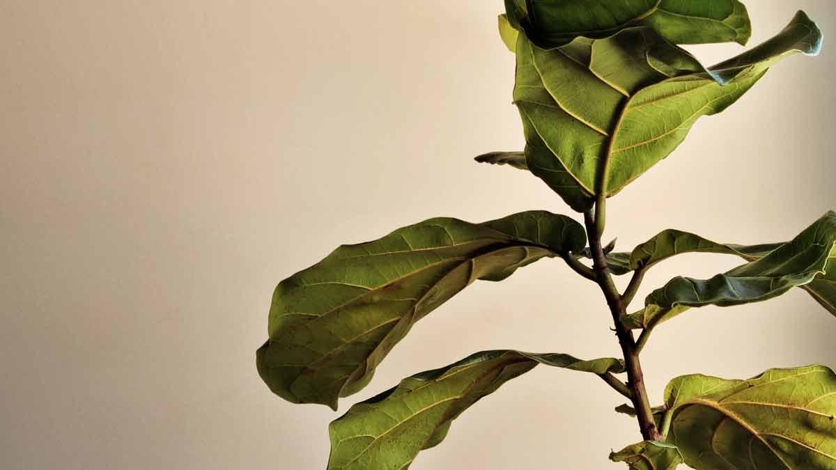 Fiddle Leaf Fig with Black Spots