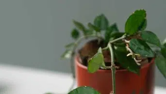 Hoya Leaves with Black Spots