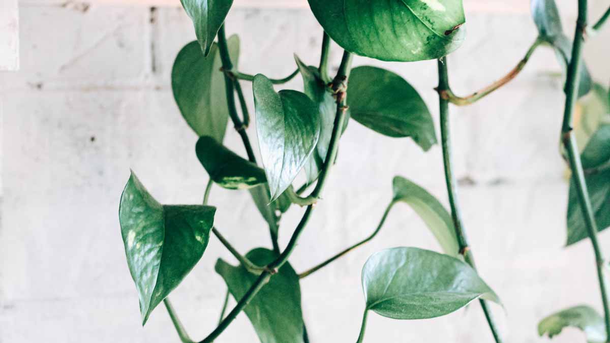 Black Spots on Pothos Leaves? (5 Causes and Solutions)