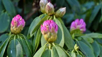 Rhododendron Leaves with Black Spots