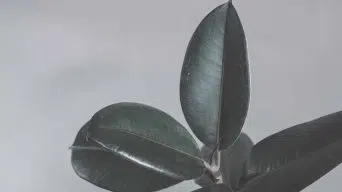 Rubber Plant Leaves with Black Spots