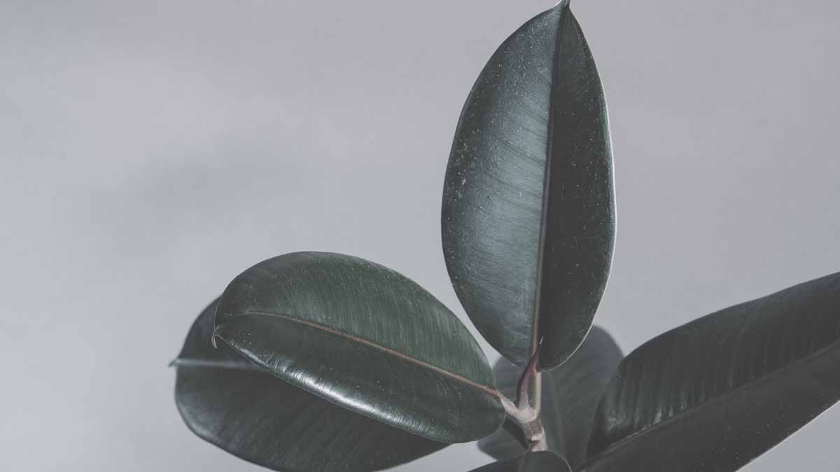 Rubber Plant Leaves with Black Spots