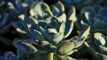 Succulents with Black Spots