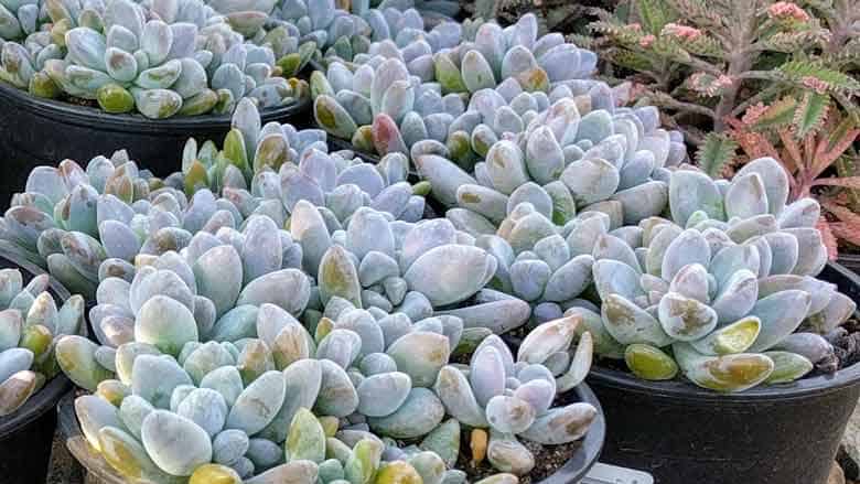 Caring for Graptosedum 'Blue Giant' Succulents