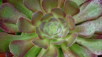 Caring for Aeonium 'Blushing Beauty'