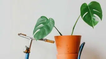 Bottom Watering a Monstera Plant