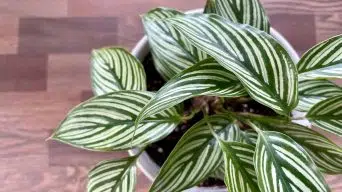 Bottom watering a calathea plant