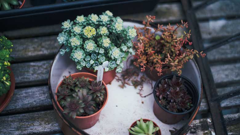 Bottom Watering Your Succulent Plants