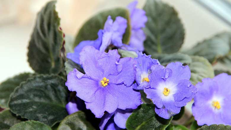 African Violet Leaves with Brown Spots