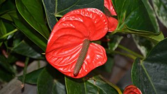 Brown spots on Anthurium leaves
