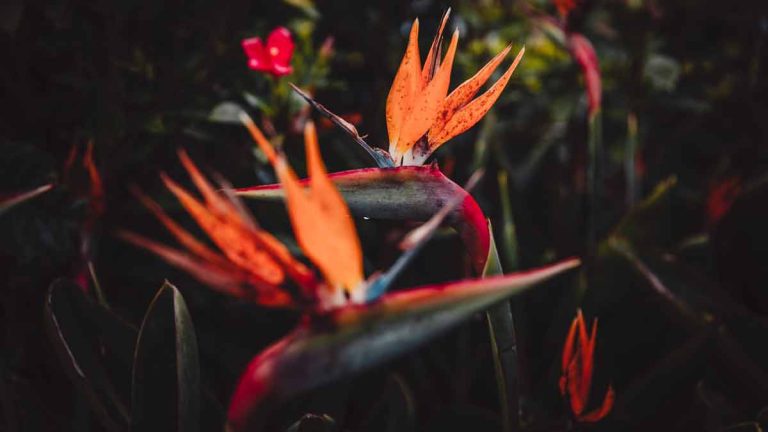 brown spots bird of paradise