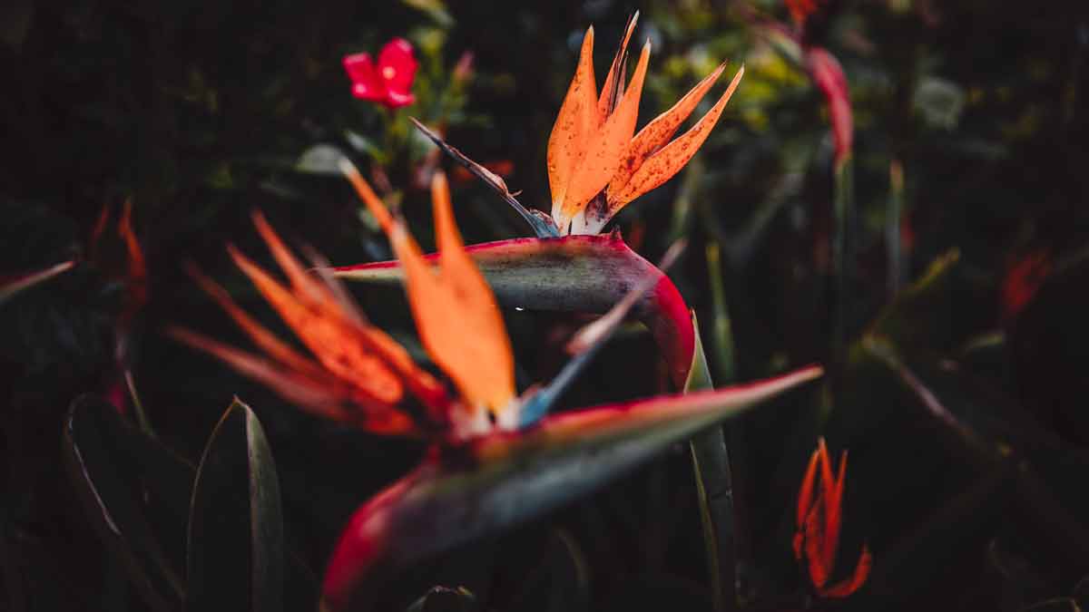 Bird of Paradise with Brown Spots