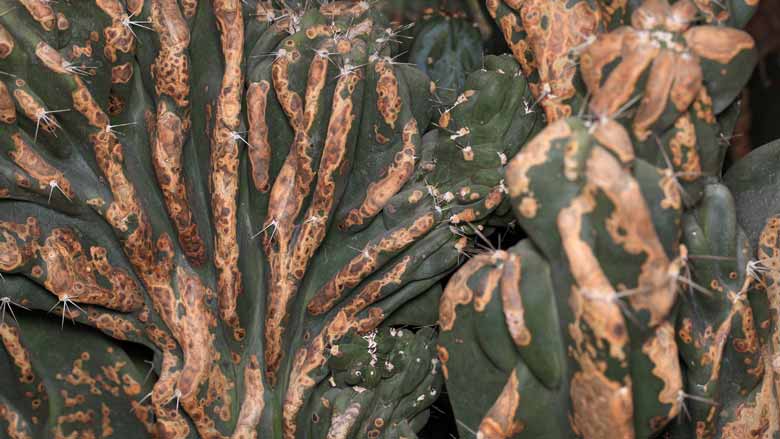 Cactus Plants with Brown Spots