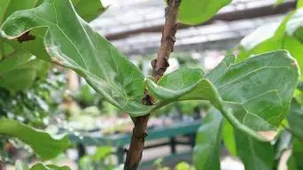 Fiddle Leaf Fig with Brown Spots