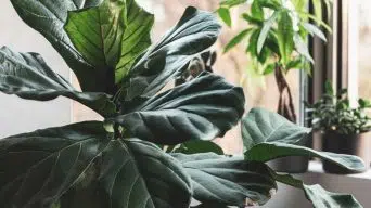 Houseplant Leaves with Brown Spots