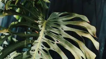 Monstera Leaves with Brown Spots