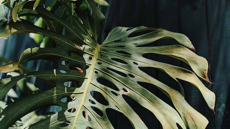 Monstera Leaves with Brown Spots