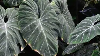 Philodendron Leaves with Brown Spots