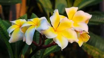 Plumeria Leaves with Brown Spots