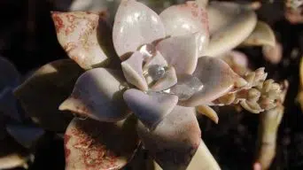 Succulents with Brown Spots