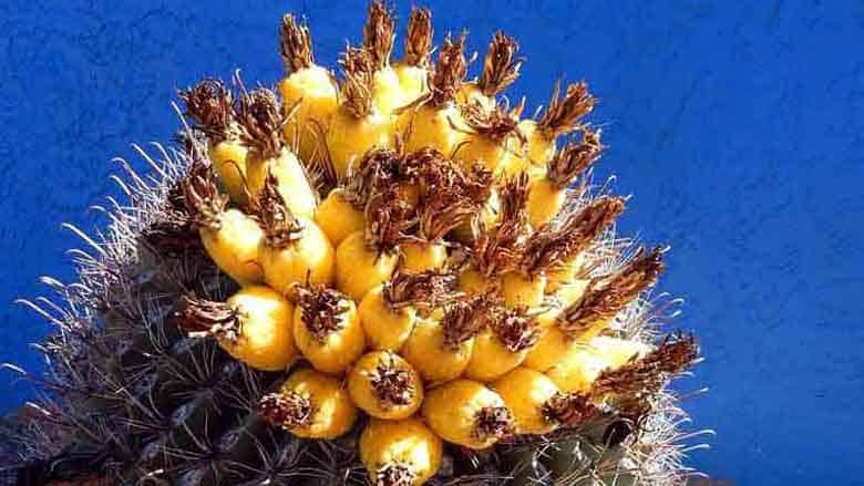 Barrel Cactus Fruit