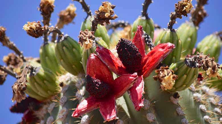 Saguaro Fruit