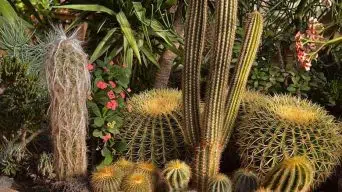 Growing cacti outdoors