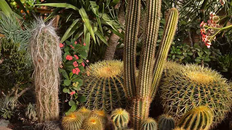 How to grow cactus outdoors