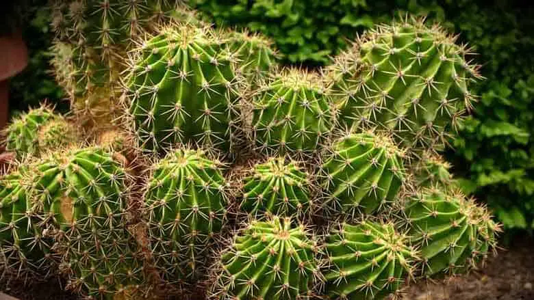 Poisonous and Dangerous Cactus Plants