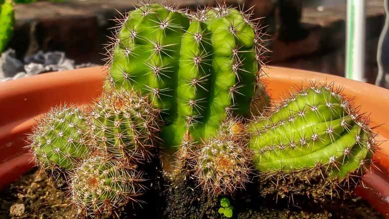 Cactus Rotting Root