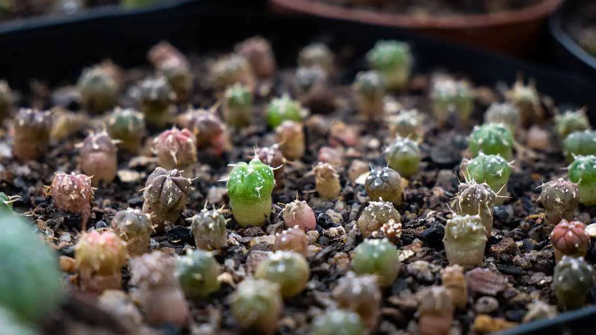 Cactus seedlings