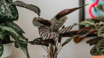 Calathea with brown spots