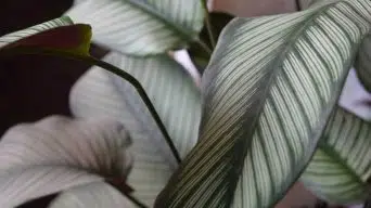 Calathea Drooping Leaves