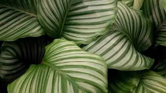 Calathea Yellowing Leaves