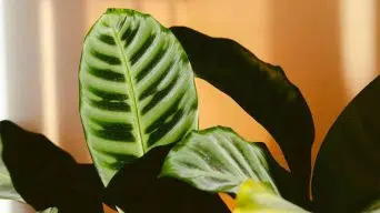 Calathea rotting roots