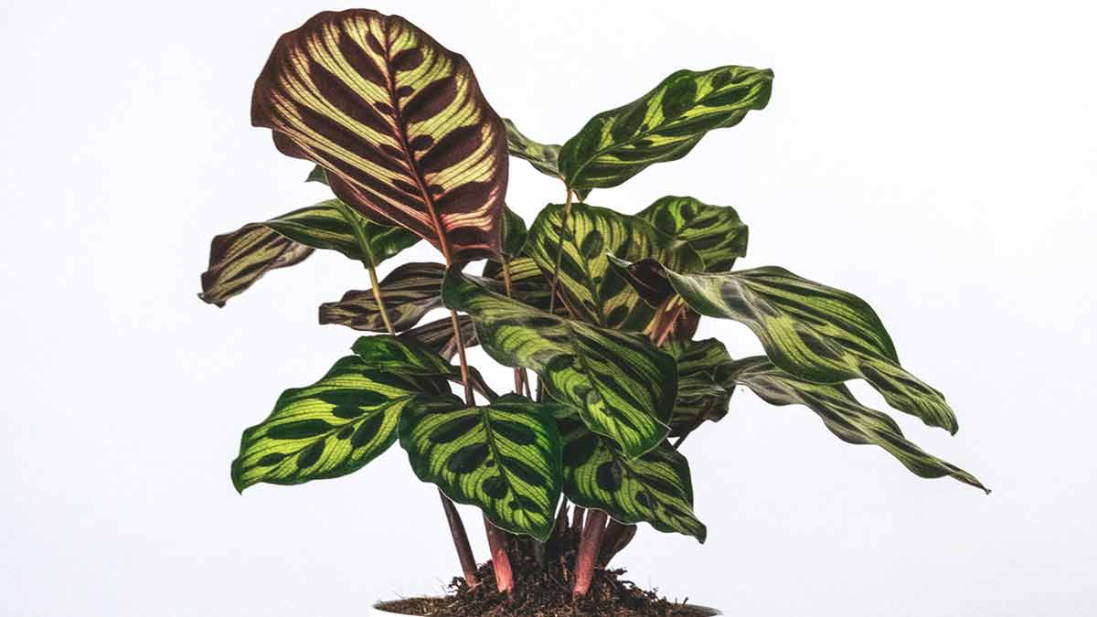Calathea Plant