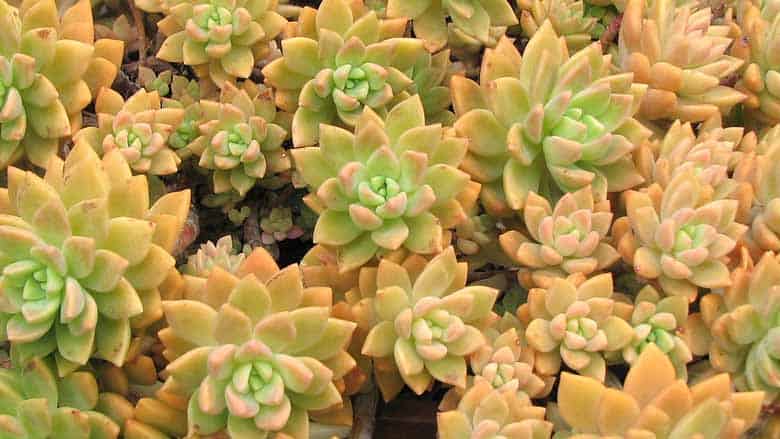 Graptosedum